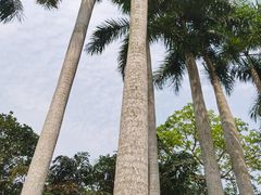 -深圳仙湖植物园