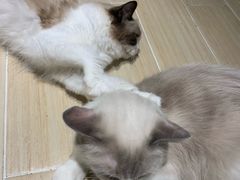 -momokira米努特·德文卷毛猫·棉花面纱犬