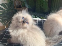 -喵zoo家庭繁育猫舍(尖东智能花园店)