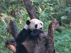 -广州长隆野生动物世界
