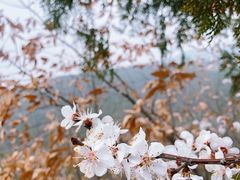 -红螺寺
