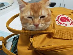 -瑞派宠物医院·犬猫全科·猫友好(宾水西道店)