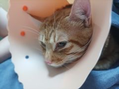 -伟伟宠物医院·瑞派猫友好医院·猫科(光谷店)
