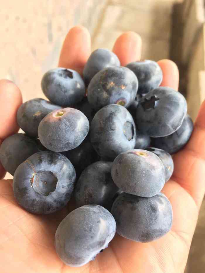 蓝呗呗蓝莓草莓采摘园通州区马驹桥店