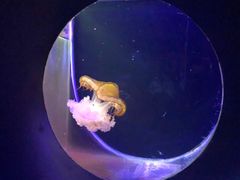 -大连圣亚海洋世界