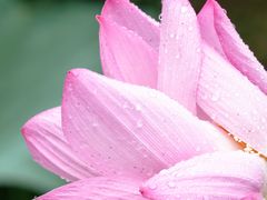 -陈家山荷花公园