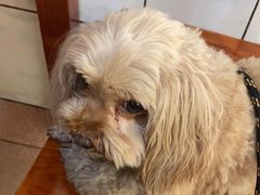 -巷子肥肠(科华巷店)