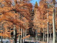 -罗卜李包子羊肉汤