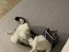 -邢大夫动物医院