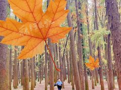 -上海共青森林公园