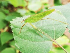 -鹫峰国家森林公园