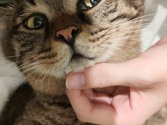 -御宝贝·A梦猫科宠物医院(国际猫友好医院)