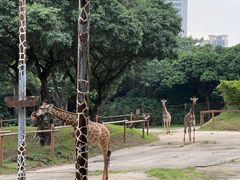 -深圳野生动物园