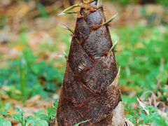 -江西阳明山国家森林公园