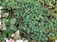 -东莞植物园