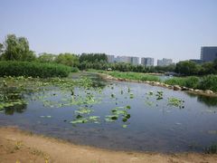 -大兴滨河森林公园