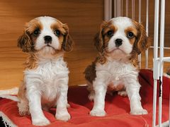 -萌宠之家·腊肠犬·马尔泰·小体犬舍