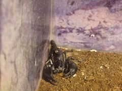 -上海大自然野生昆虫馆(东方明珠·爬宠昆虫探索中心)