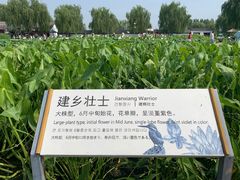 -白洋淀景区