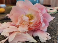 -循礼门鲜花花市(武汉循礼门店)