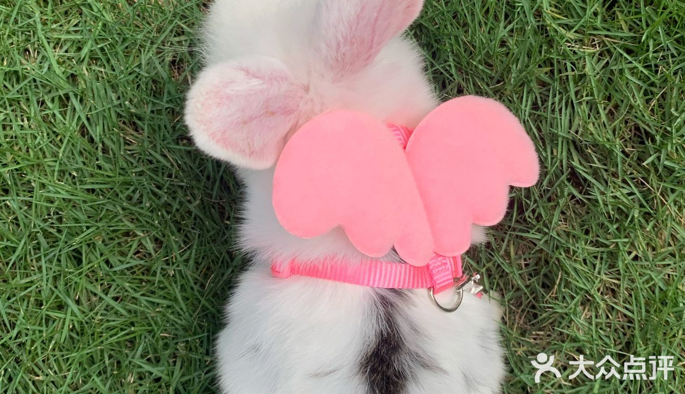 妈妈带本兔兔出来玩啦～ 好开心哦   附带本兔兔几张