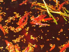 -骉骉老火锅(水杉街店)