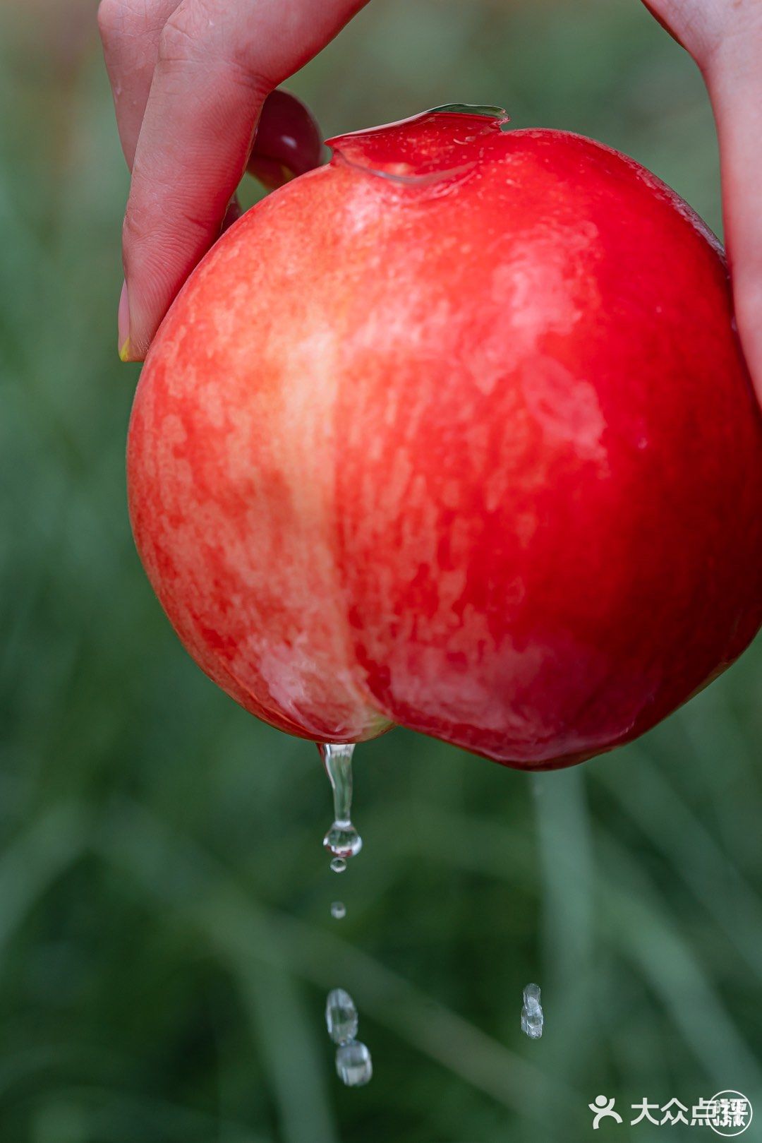 混果汁西瓜桃子系列回归