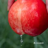 混果汁西瓜桃子系列回归