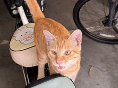 -达美乐比萨(朝阳路店)