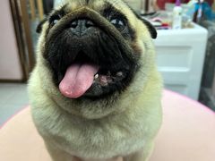 -FAELING PETS美天灵宠物(富力广场店)