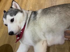 -Husky Go! 哈士奇体验馆·宠物咖啡厅狗咖