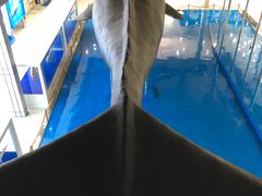 -上海海洋大学鱼文化博物馆(军工路校区)