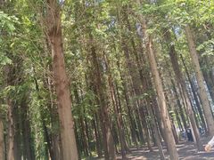 -日照海滨国家森林公园