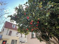 -长颈鹿咖啡(大学路店)