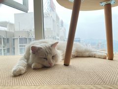 -猫にゃん · 猫的隐藏屋猫咖(麦地旗舰店)