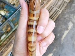 斑节虾-龙溪海鲜酒家(溪涌店)