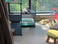 -艾贝尔宠物医院·24H转诊中心·肿瘤猫专科(江宁双龙店)