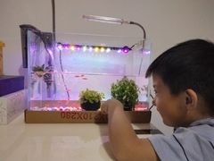 -中环花鸟鱼虫市场
