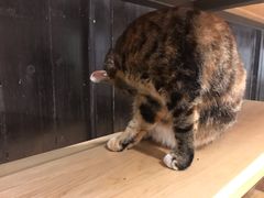 -猫的天空之城概念书店(杭州南宋御街店)