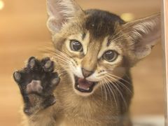 -猫十亿·布偶金渐层·曼基康矮脚猫舍(青年路店)
