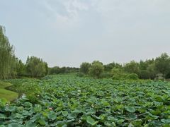-尚贤河湿地