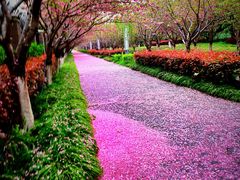-高东镇樱花园