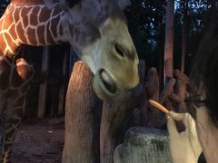 -清迈夜间动物园