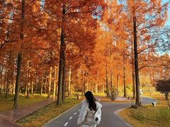 -黄海国家森林公园