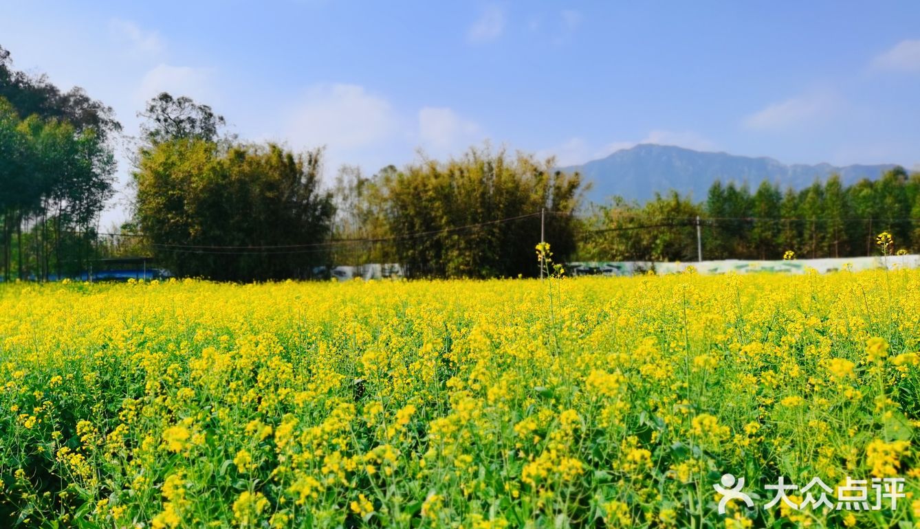 清远赏花好去处,禾雀花基地