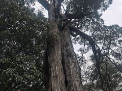 -青岛崂山太清宫
