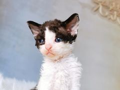-70cat德文卷毛猫·缅因猫纯种猫舍
