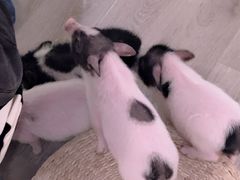 -浣熊柯尔鸭土拨鼠·电玩咖