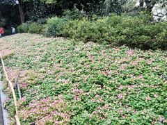 -西湖外事游船(花港观鱼码头)