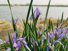 -天津东丽湖风景区